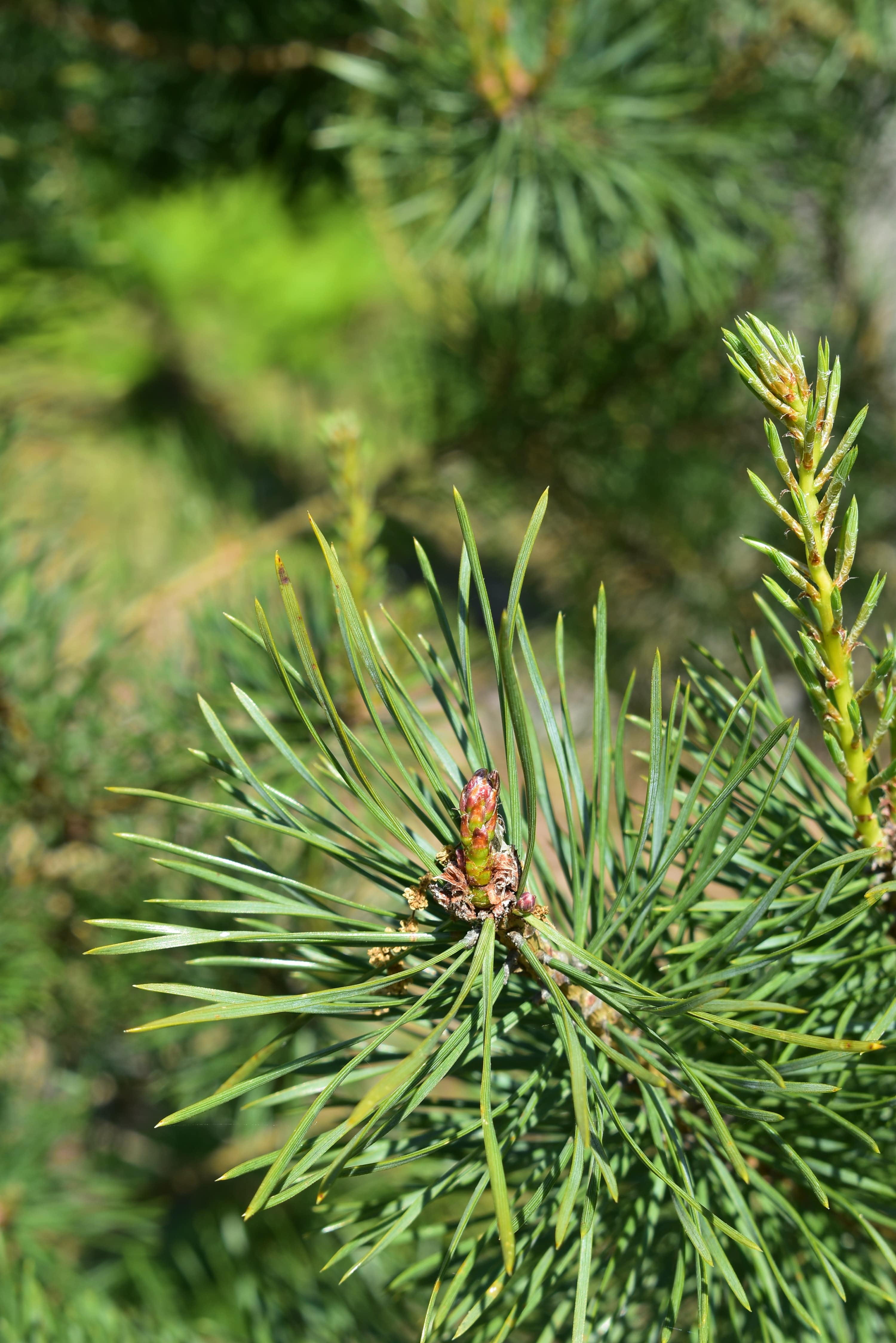 Destino Troia P. CULTURA BIODIVERSIDADE PINHAL Min
