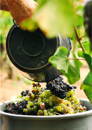 Shutterstock 7196860332