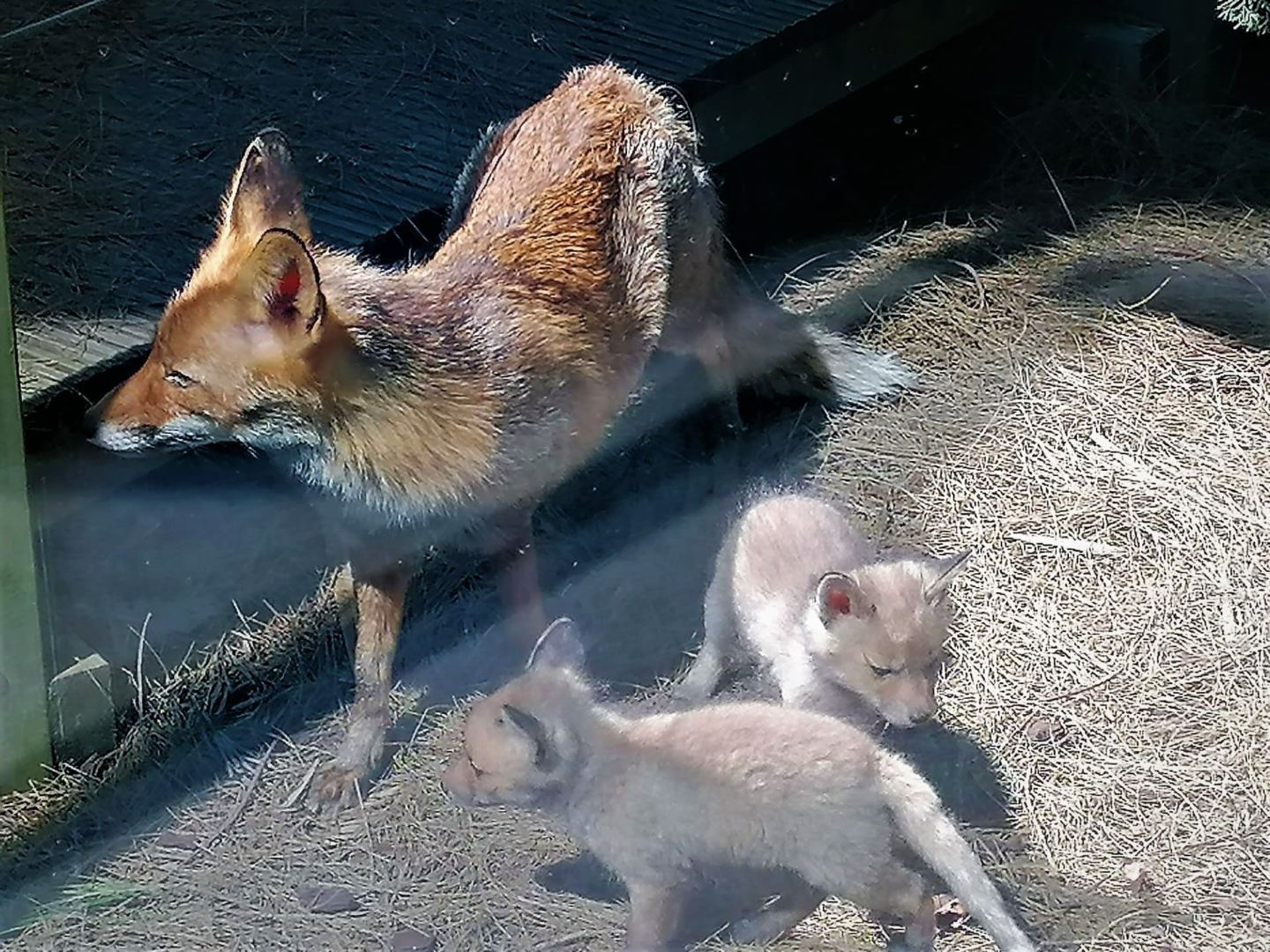 CULTURA Raposa Matilde