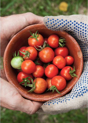 Shutterstock 7196860335